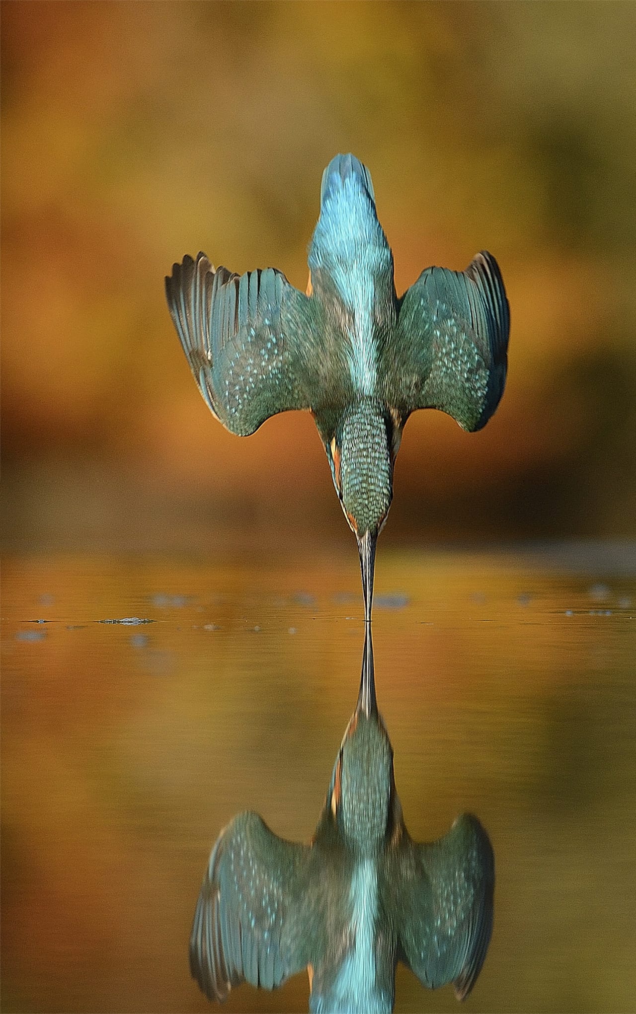Alan Mcfadyen's impressive photograph of a Kingfisher took roughly 6 years, 4,200 hours, and 720,000 exposures to get just right. You can visit his website, www.scottishphotographyhides.co.uk, for his other photography, or visit his Facebook page to learn more: www.facebook.com/scottishphotographyhides. (via Alan Mcfadyen's Flickrstream)