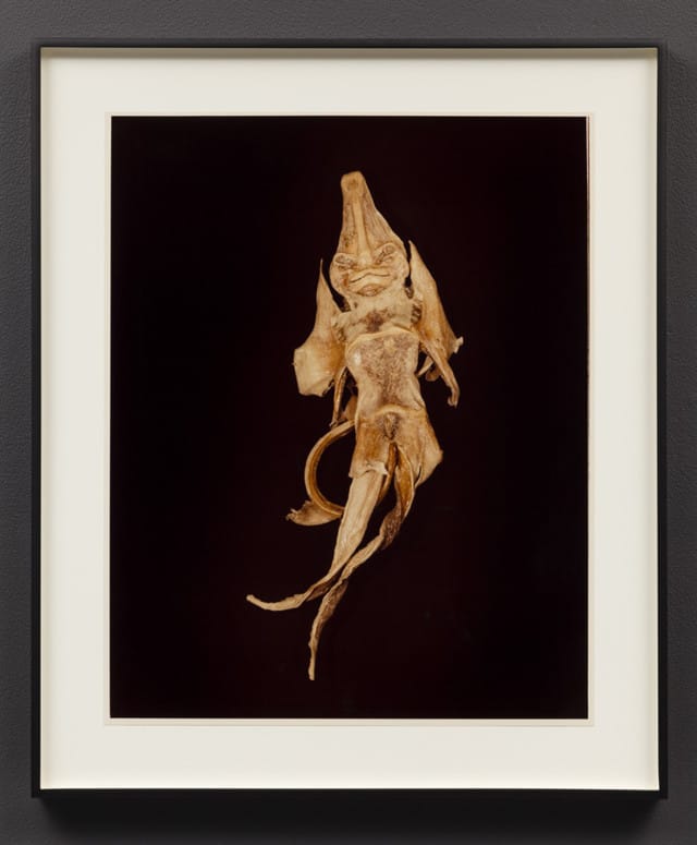 Hollis Frampton, IV. CHIMAERA (Challorhynchus capensis) 1982 ektacolor photograph 20 x 16 inches HF8215