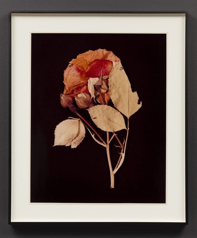 RE_HFrampton_Oct15_015-826x1000