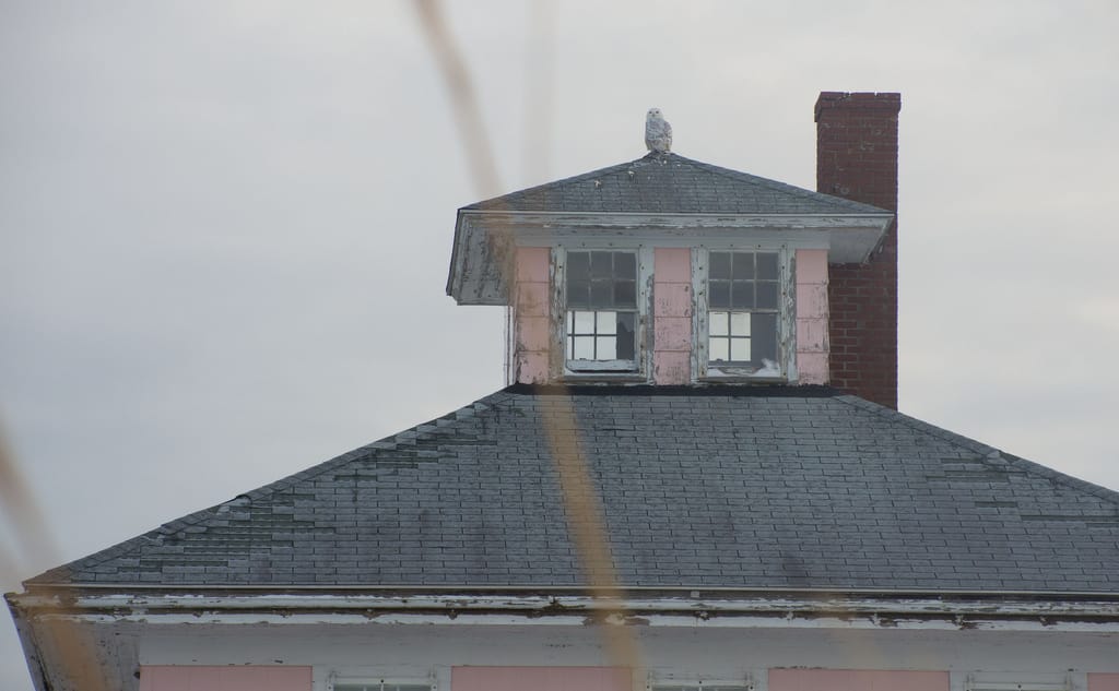A Snowy Owl on the Pink House in 2014 (photo by Alex1961/Flickr)