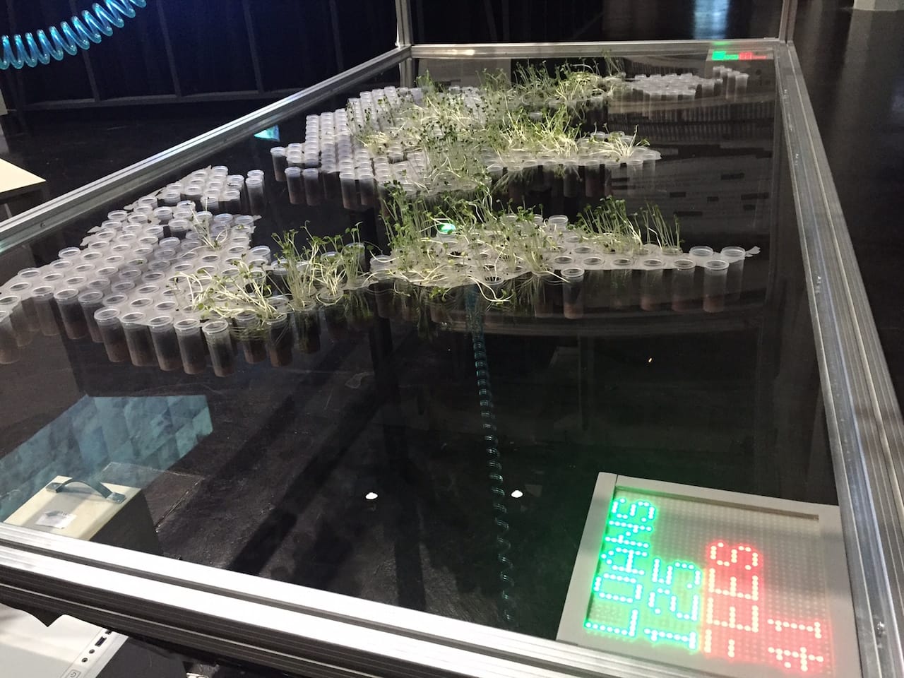 Stephanie_Rothenberg_ZKM_Garden_Virtual_Kinship_4