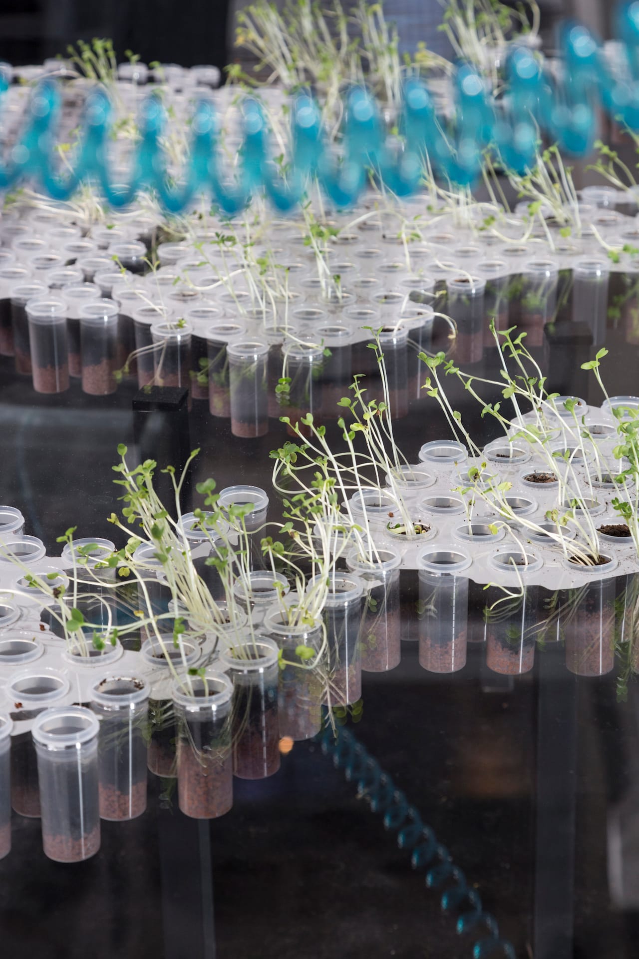 Stephanie_Rothenberg_ZKM_Garden_Virtual_Kinship_6