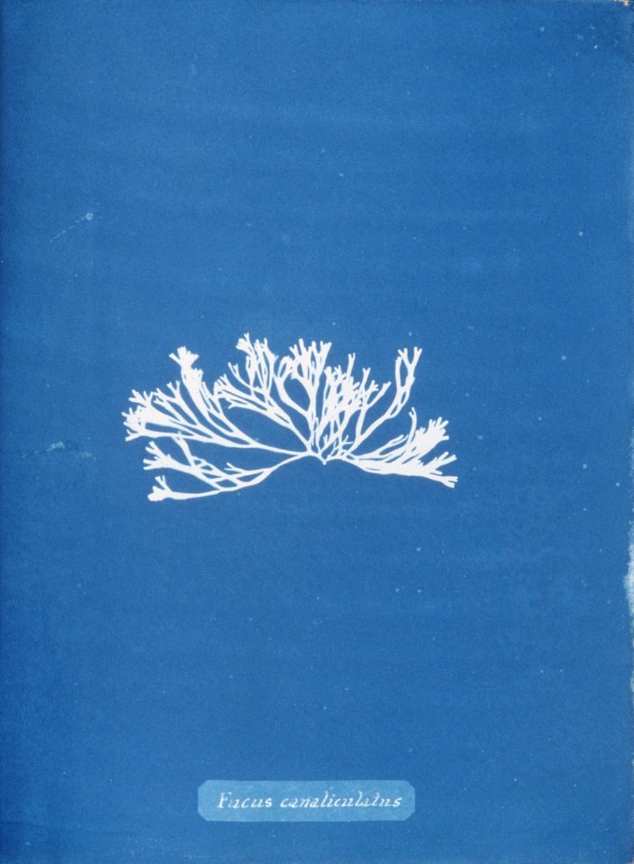 Page from 'Photographs of British Algae' (1843) by Anna Atkins