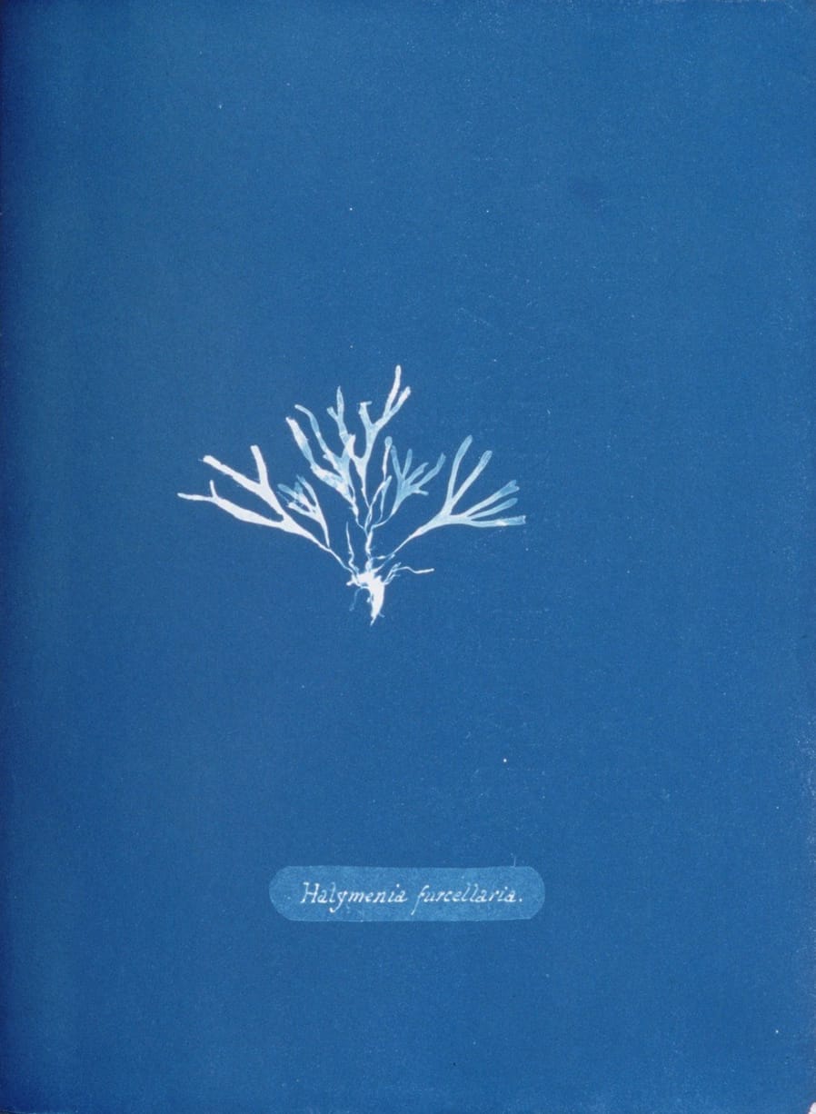 Page from 'Photographs of British Algae' (1843) by Anna Atkins