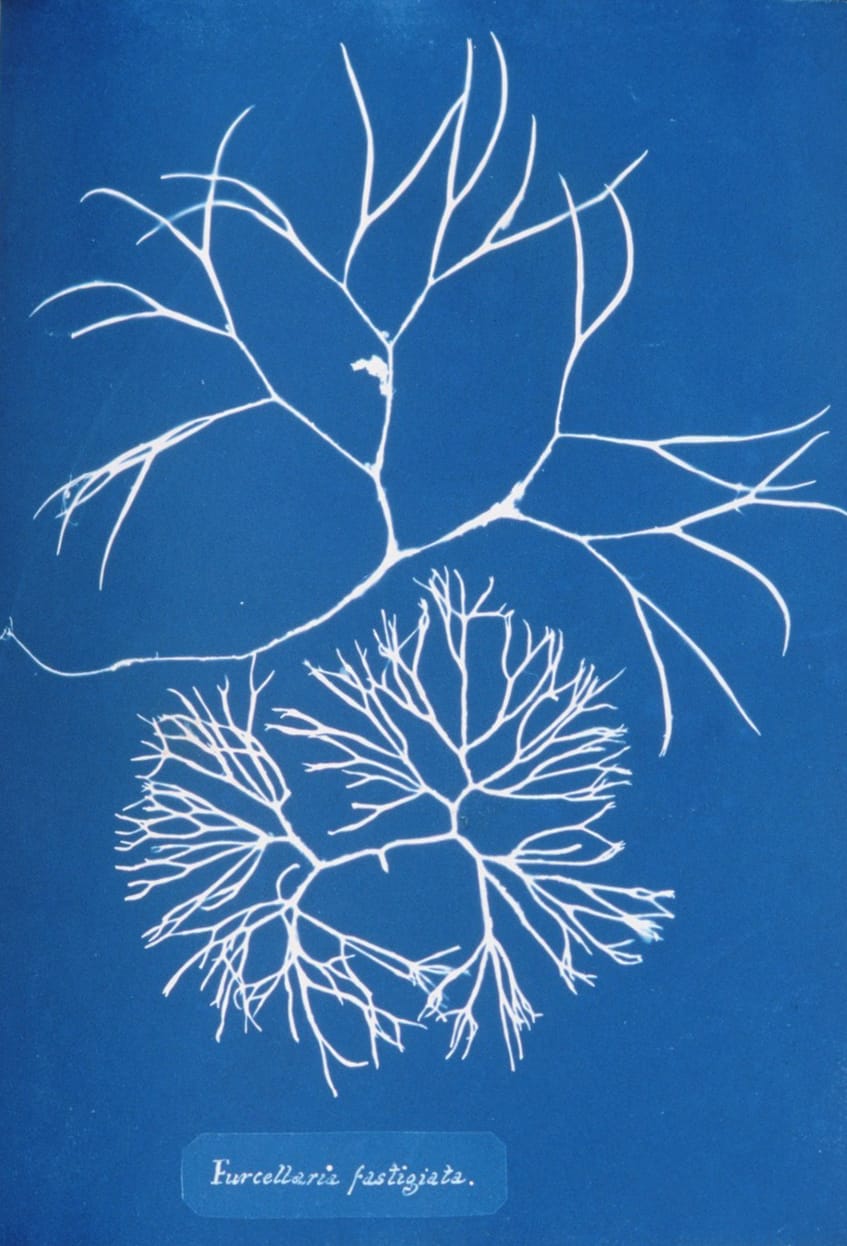 Page from 'Photographs of British Algae' (1843) by Anna Atkins