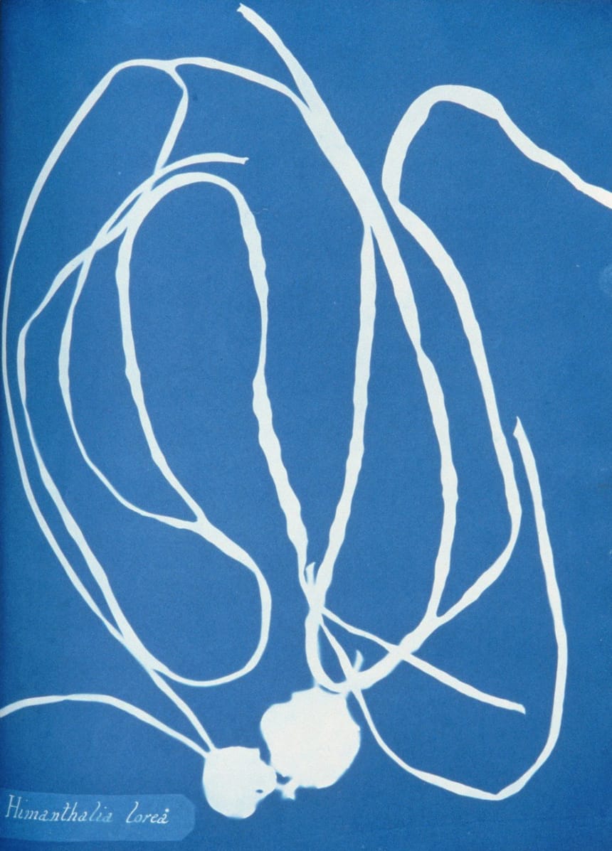 Page from 'Photographs of British Algae' (1843) by Anna Atkins