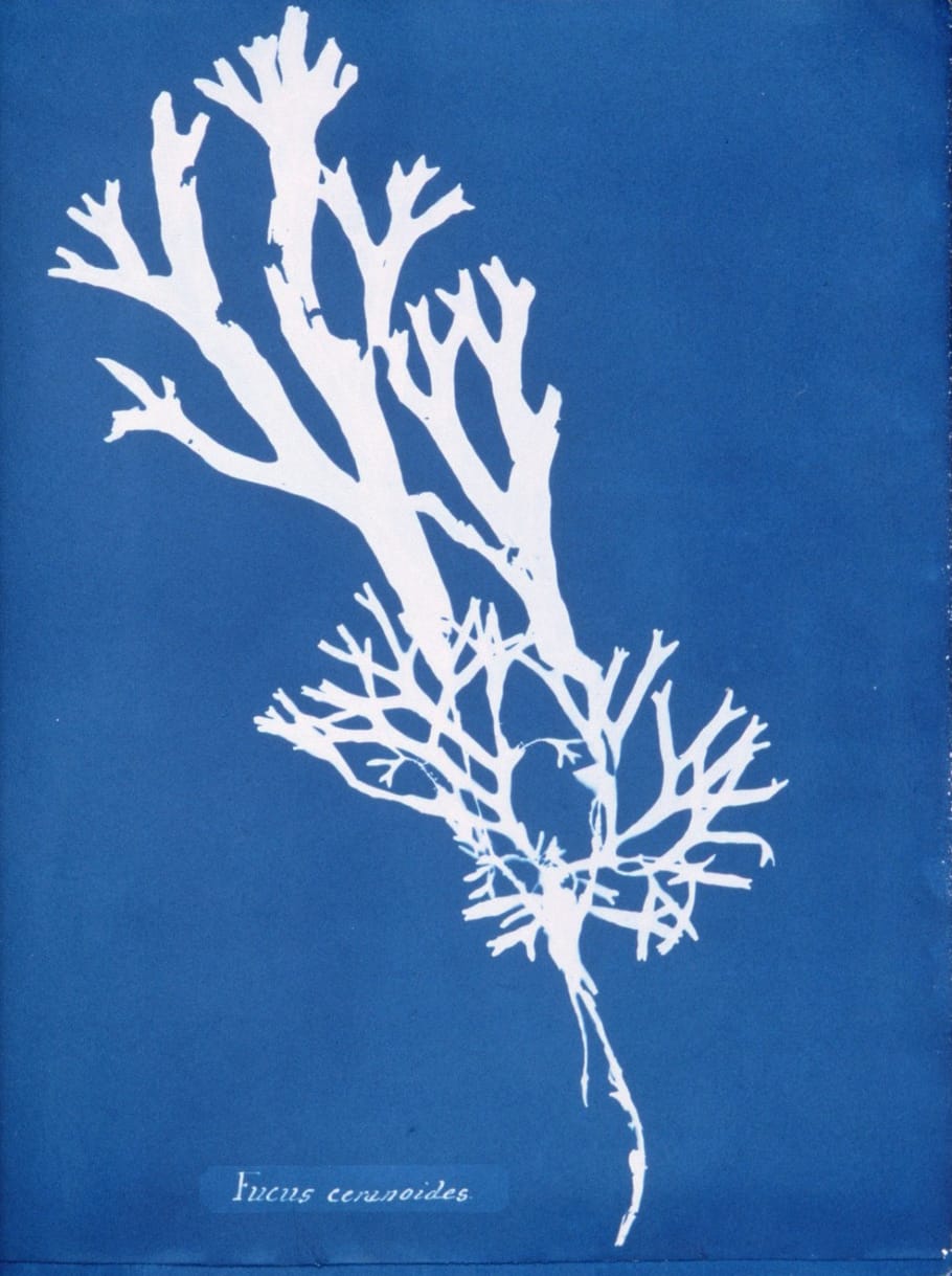 Page from 'Photographs of British Algae' (1843) by Anna Atkins