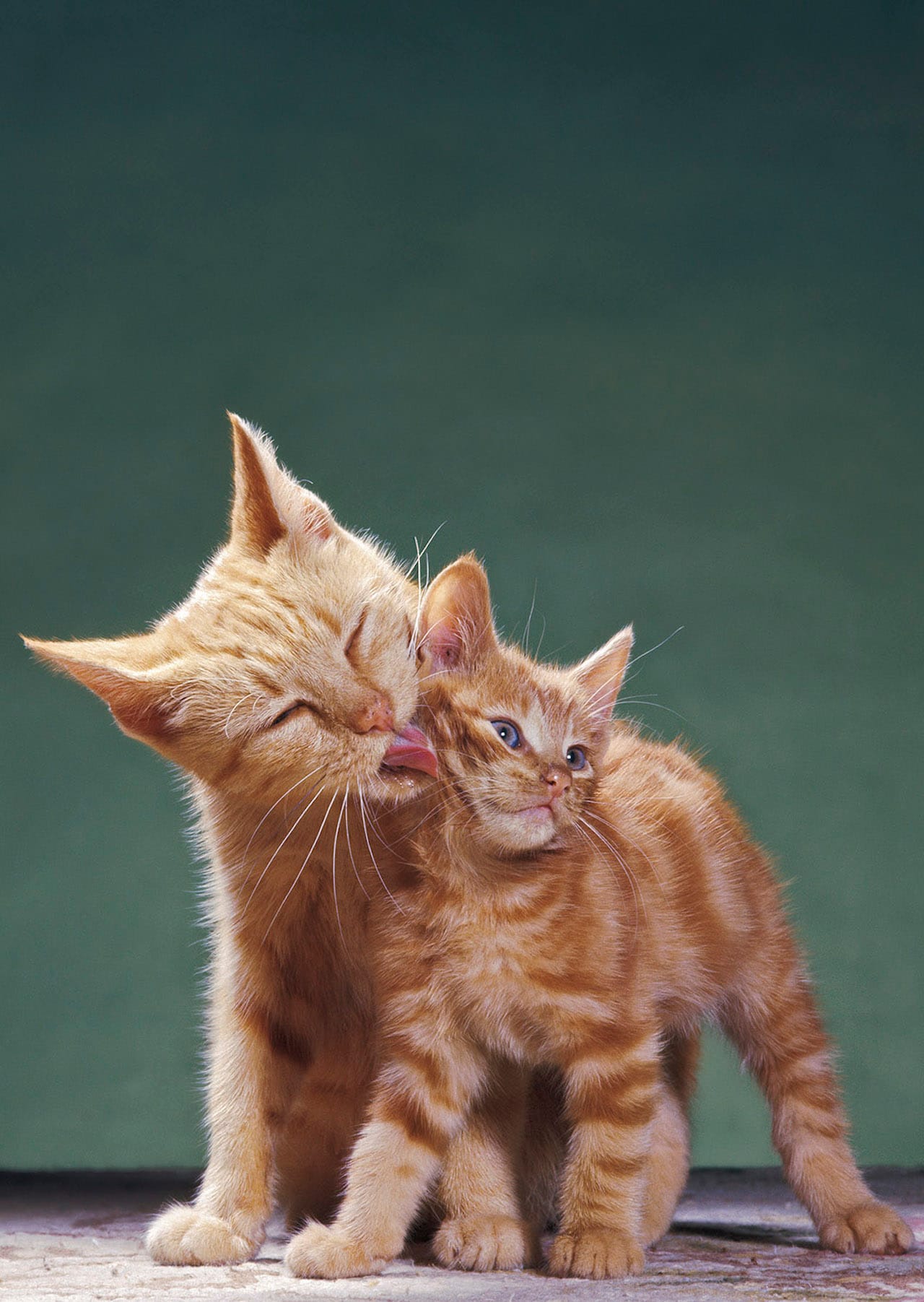 Photograph from Walter Chandoha: The Cat Photographer (Aperture, 2015)