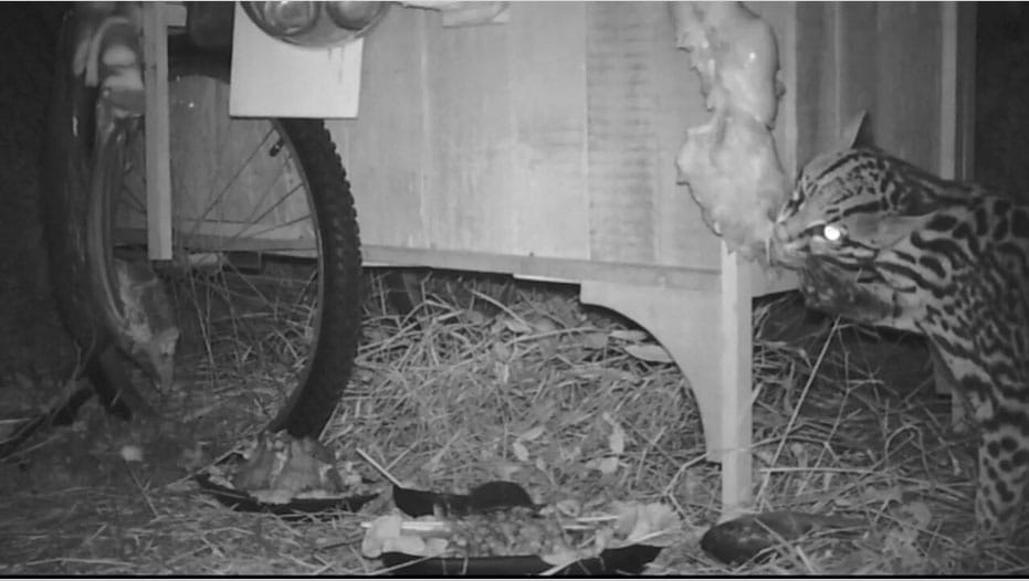 Dana Sherwood at Denny Gallery