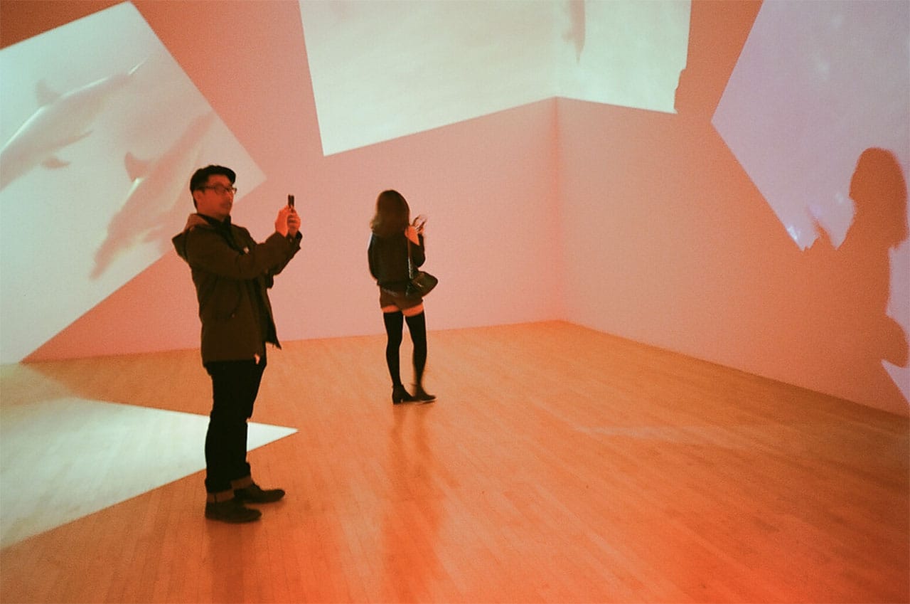 An image from Diana Thater's installation at LACMA (photo by Sadjeans' Flickrstream and used with permission)