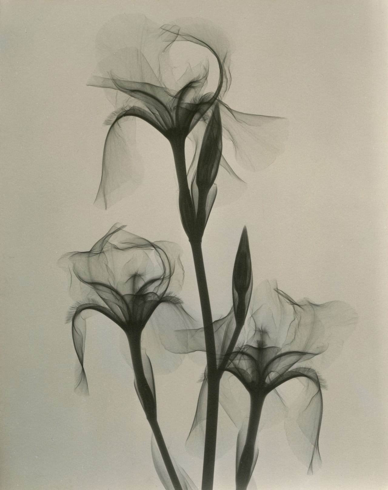 Dr. Dain L. Tasker, Fleur-de-lis, 1936
