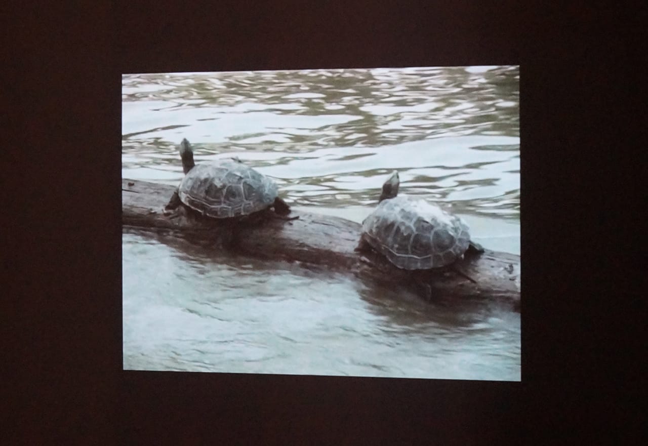 Two of Allora & Calzadilla's turtles