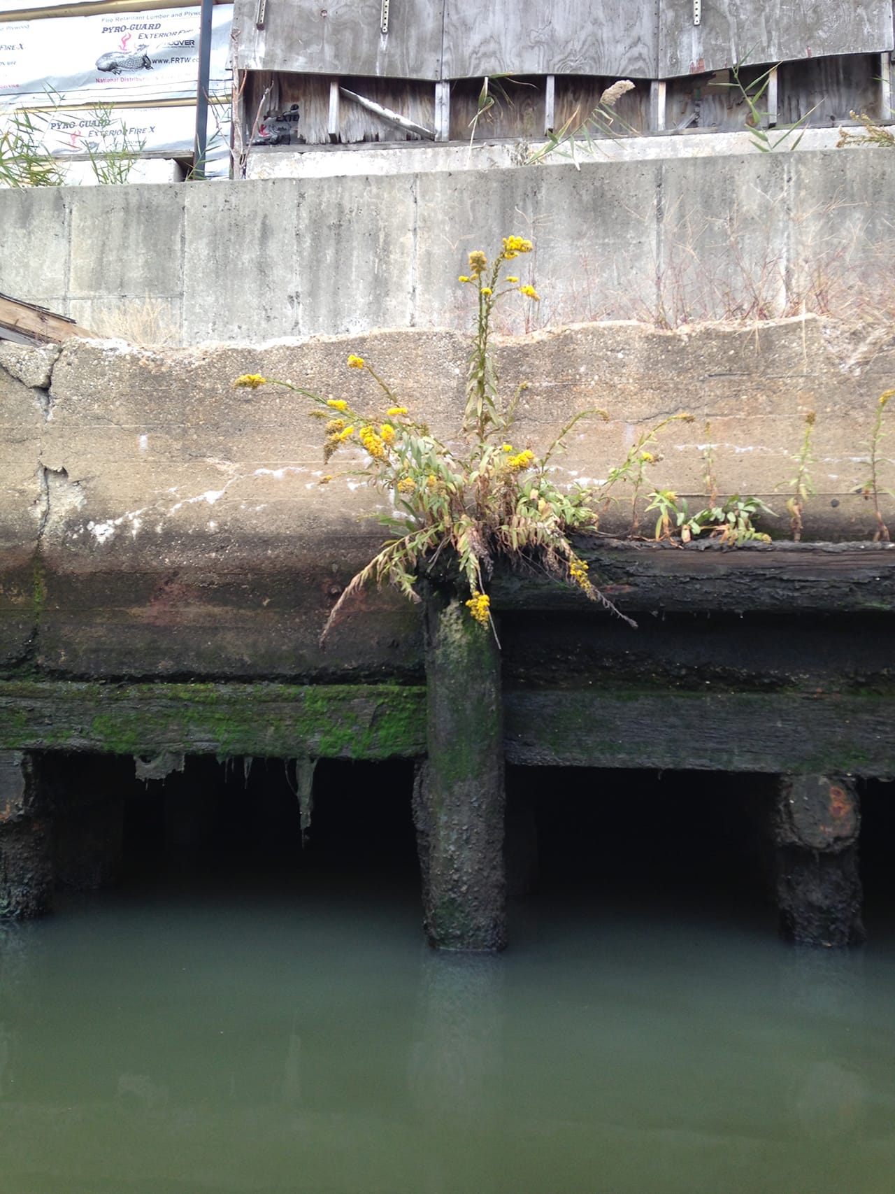 Plant life along Newtown Creek (click to enlarge)