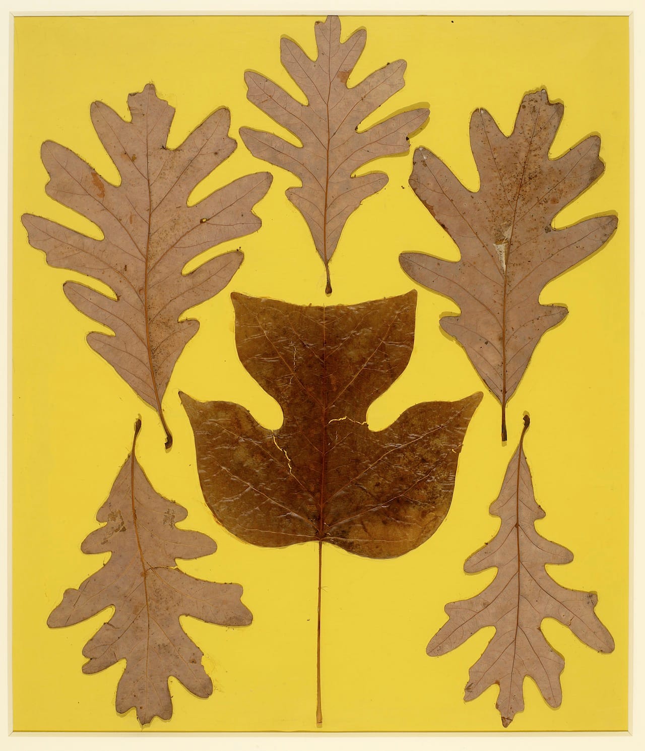 Josef Albers, "Leaf Study IX" (c. 1940), leaves on paper, 28 x 24 ¾ in (© The Josef and Anni Albers Foundation / Artists Rights Society New York, photo by Tim Nighswander / Imaging 4 Art)