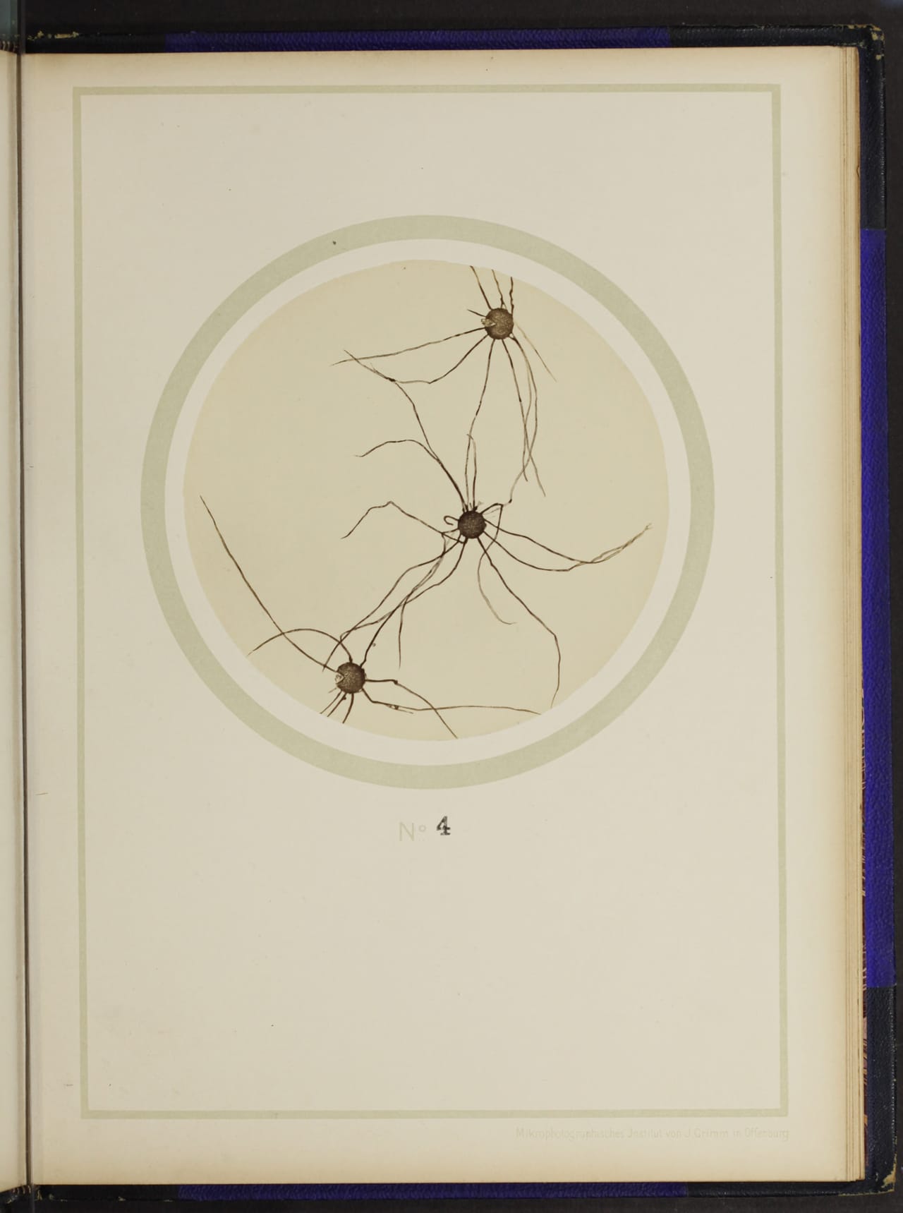 From the 1898 German text on plant anatomy, "Mikro-photographien nach botanischen Präparaten"