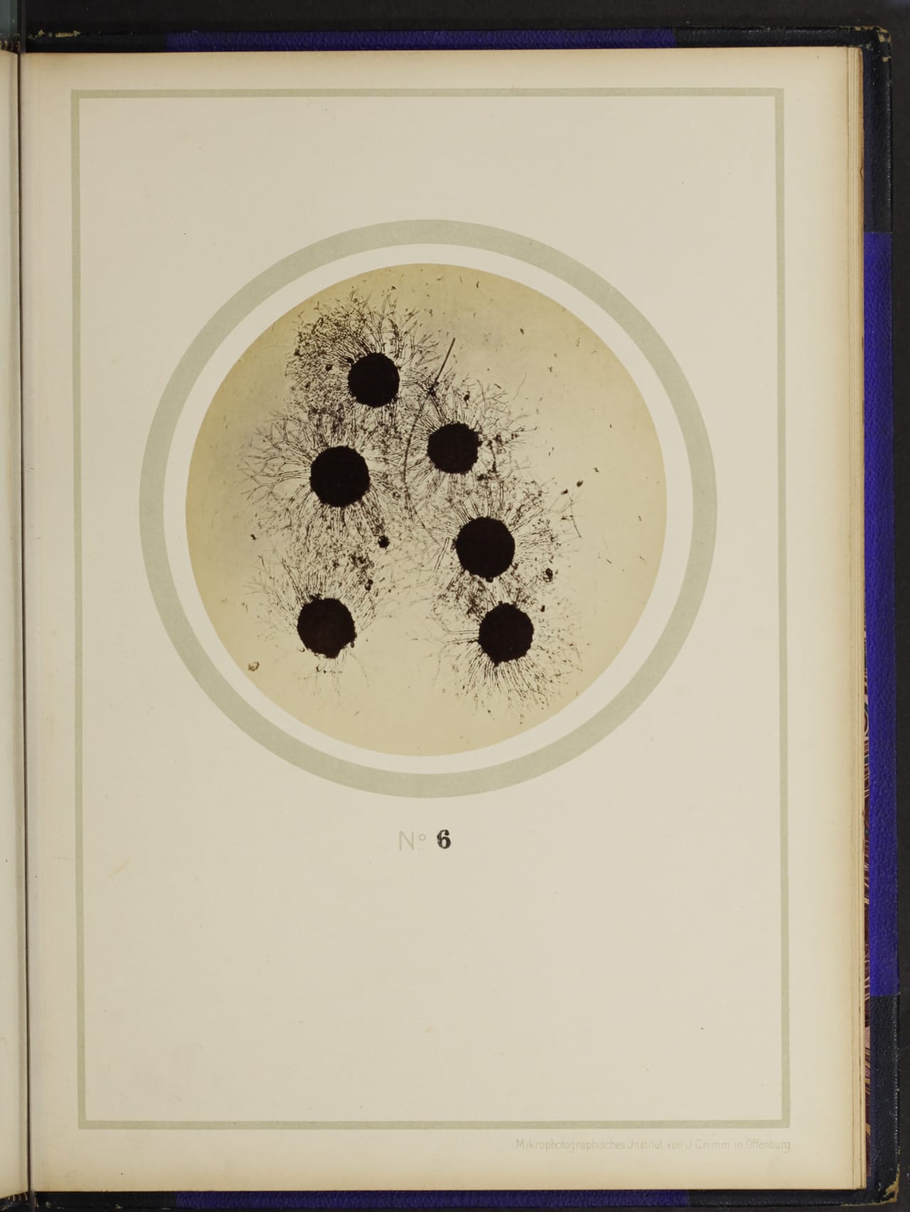 From the 1898 German text on plant anatomy, "Mikro-photographien nach botanischen Präparaten"
