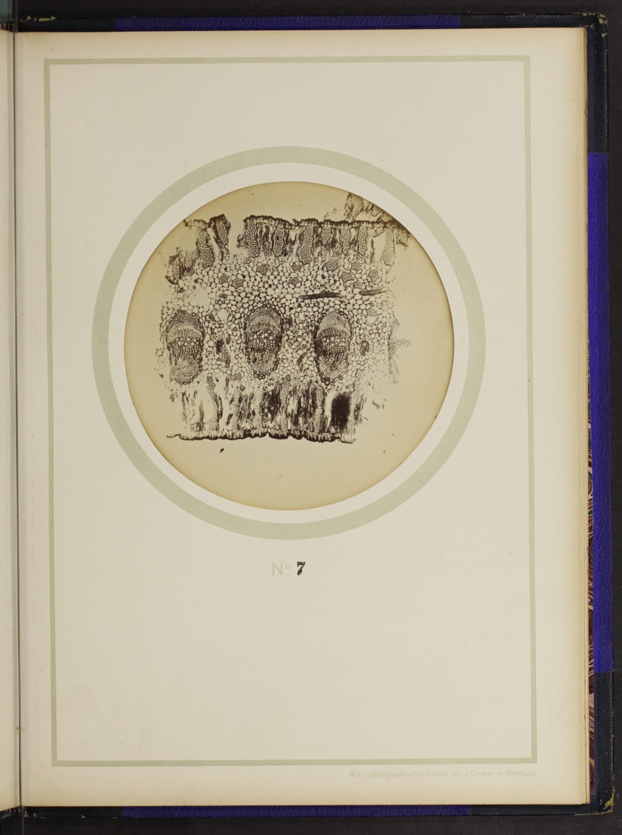 From the 1898 German text on plant anatomy, "Mikro-photographien nach botanischen Präparaten"