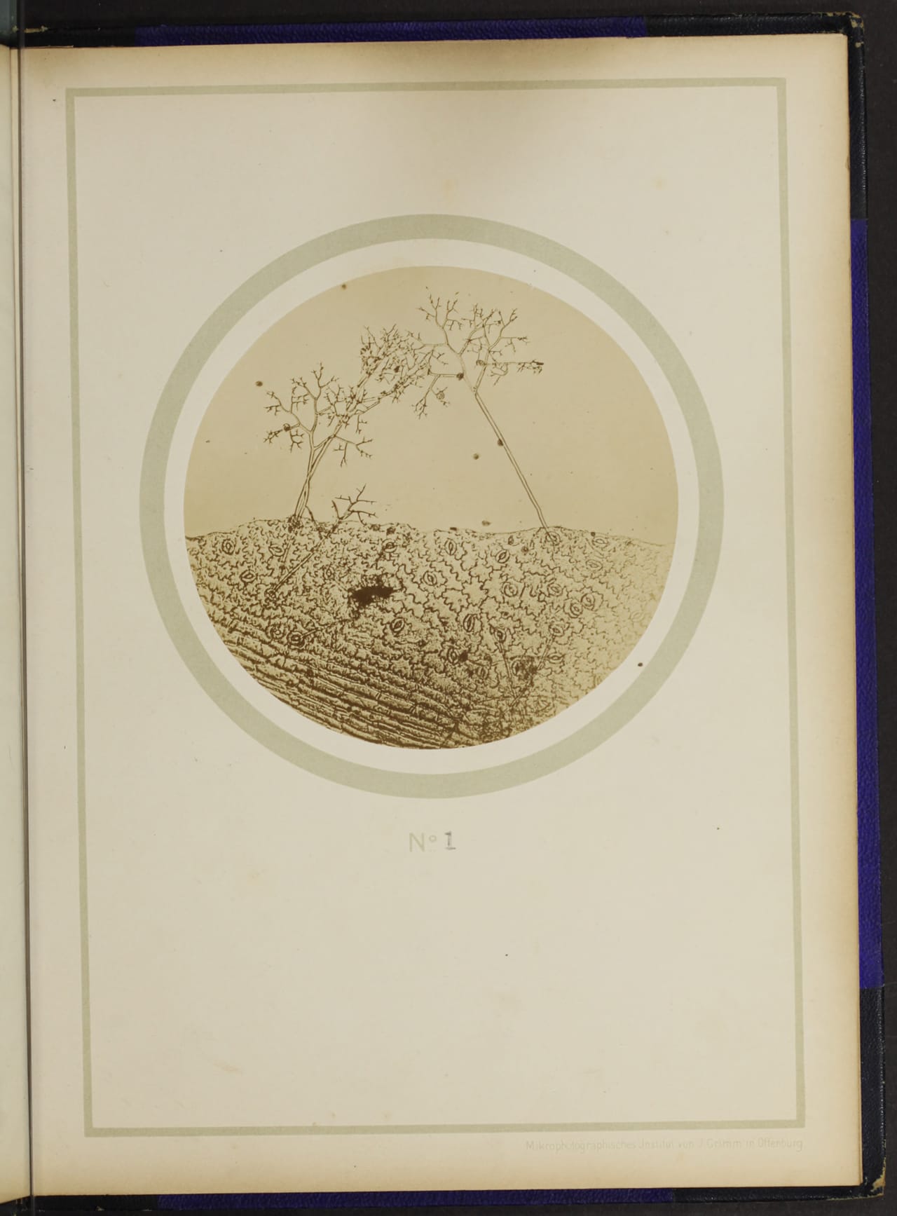 From the 1898 German text on plant anatomy, "Mikro-photographien nach botanischen Präparaten"