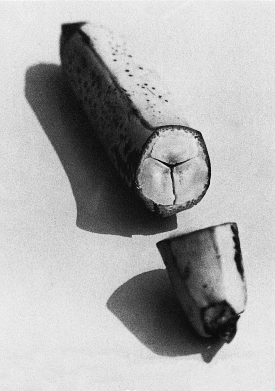 Banana Image credit: Courtesy of Princeton Architectural Press 