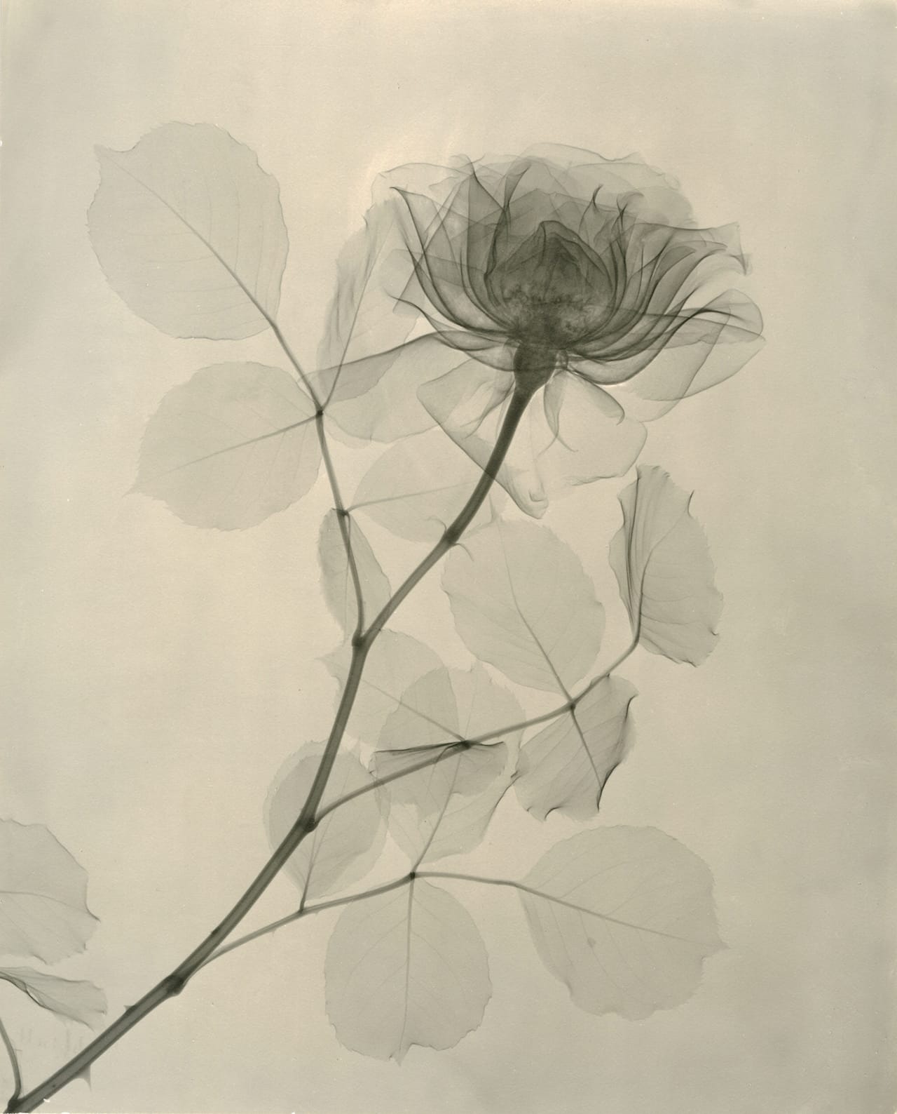 Tasker, A Rose 1936