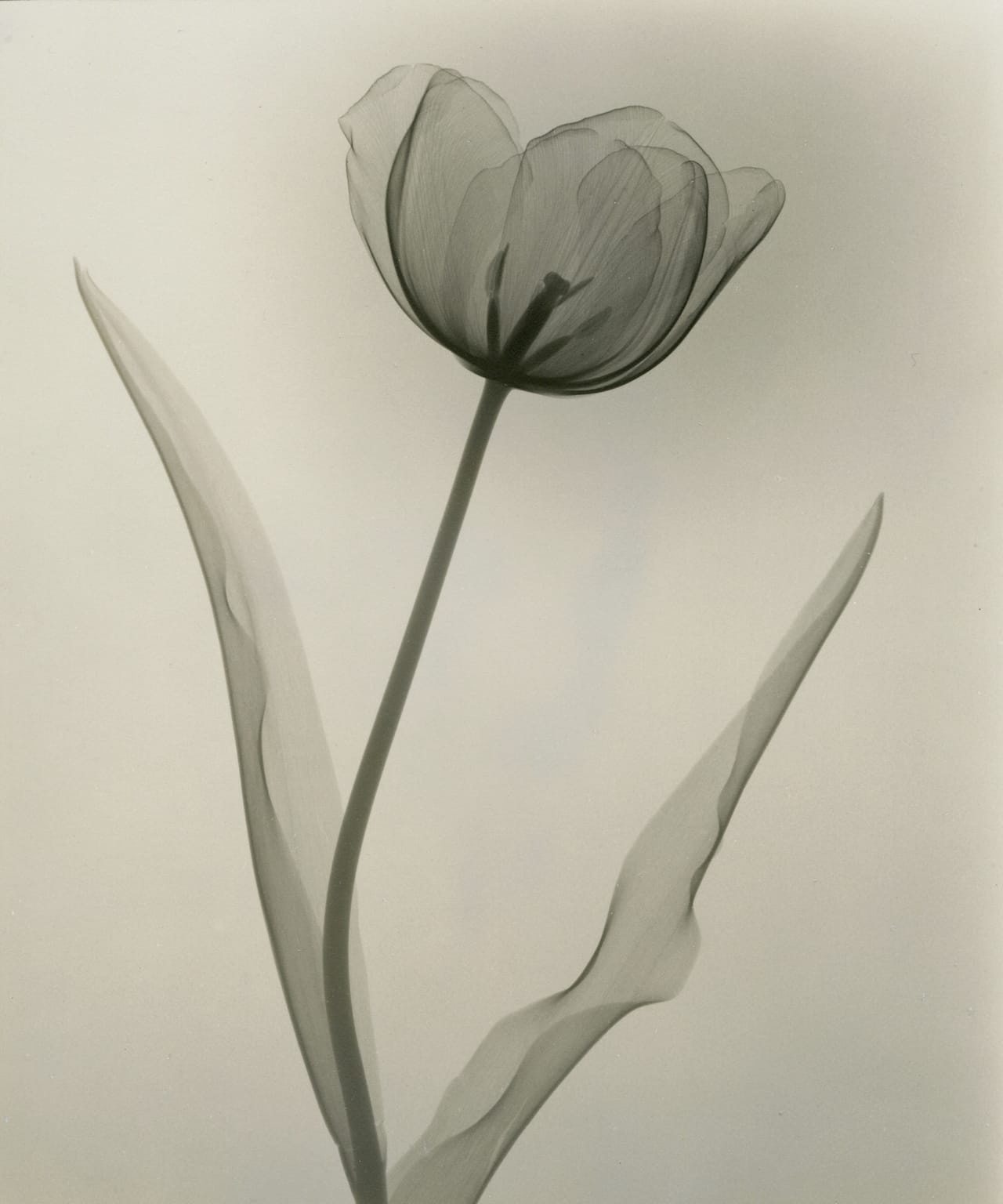 Tasker, Tulip, 1931