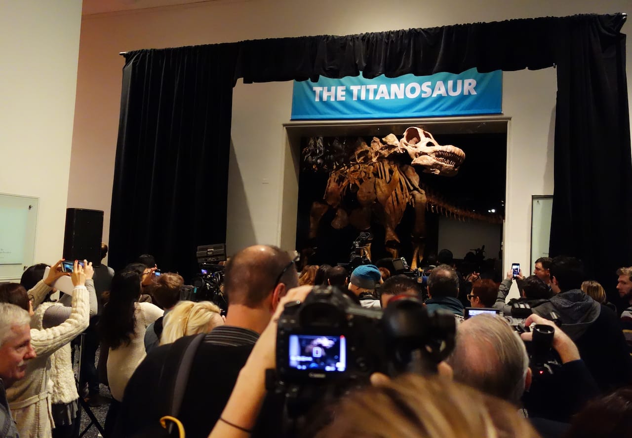 The Titanosaur at the American Museum of Natural History