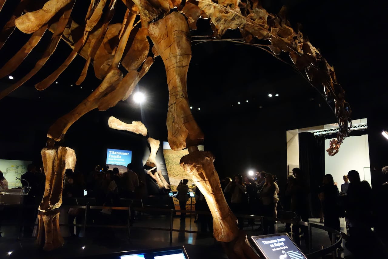 The Titanosaur at the American Museum of Natural History