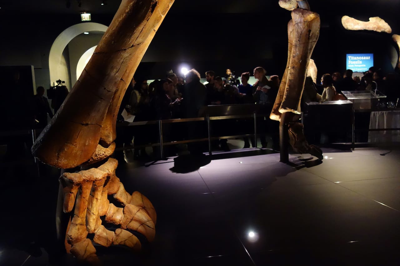The Titanosaur at the American Museum of Natural History