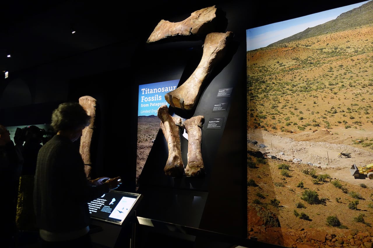 The Titanosaur at the American Museum of Natural History
