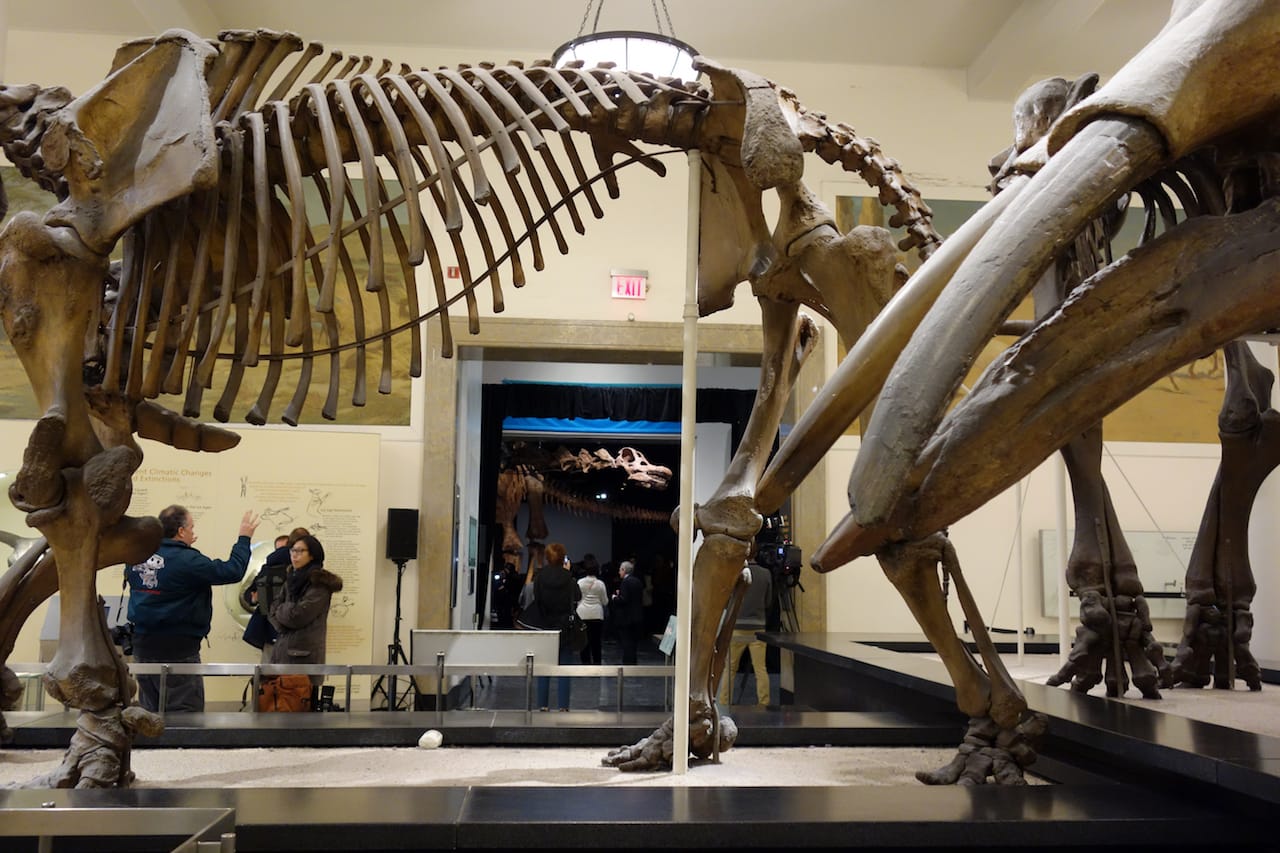 The Titanosaur at the American Museum of Natural History