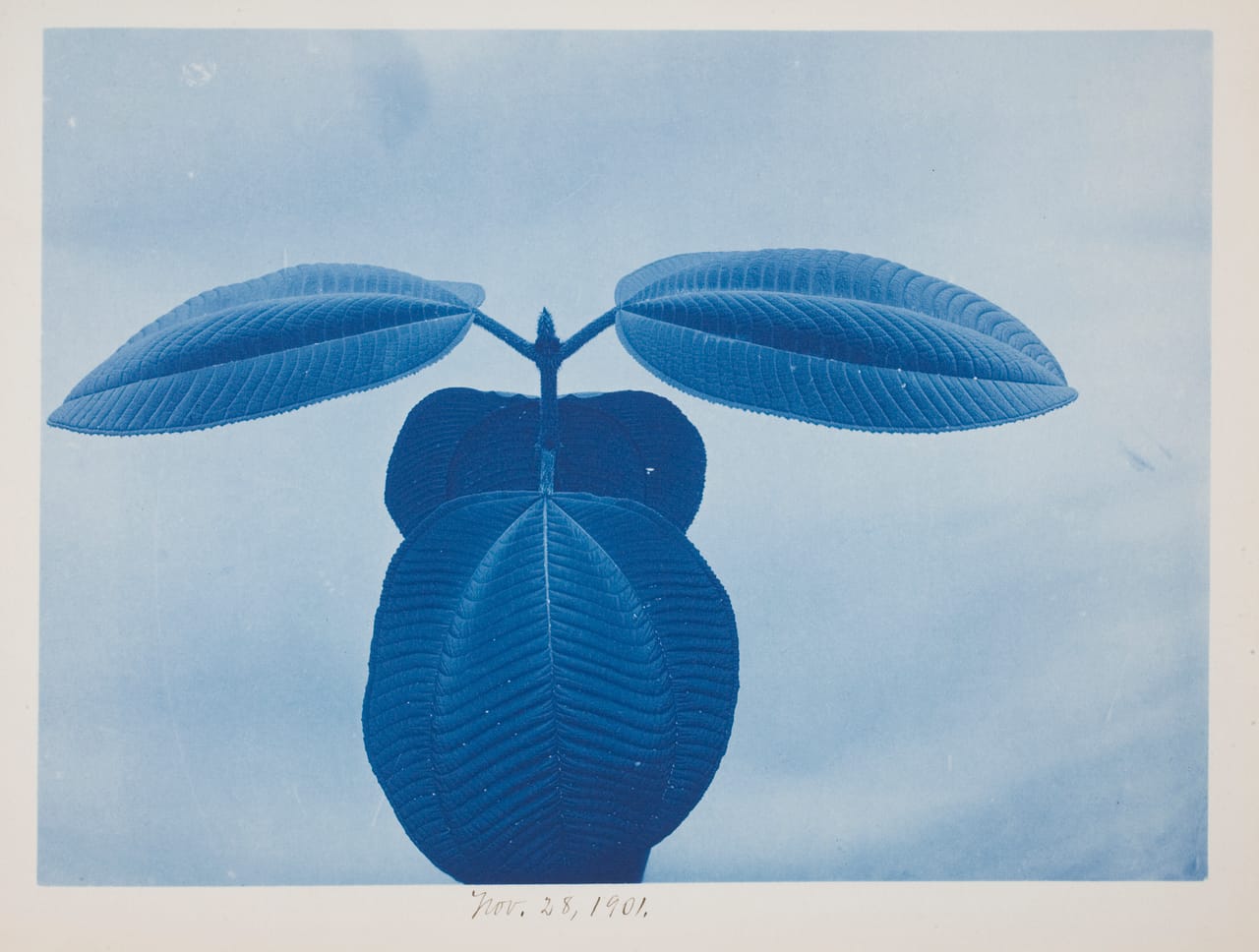 cyanotype5