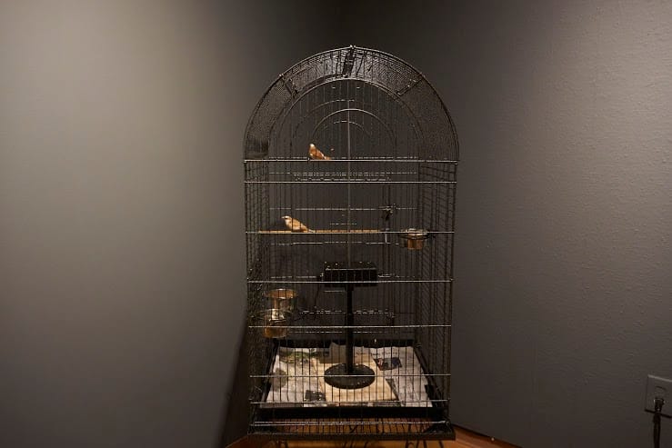 While Contemplating Their Fate in the Stars, the Twins Surround the Enemy, 2003 Installation with two finches, cage and theremin 5' x 2' x 2', image courtesy of 