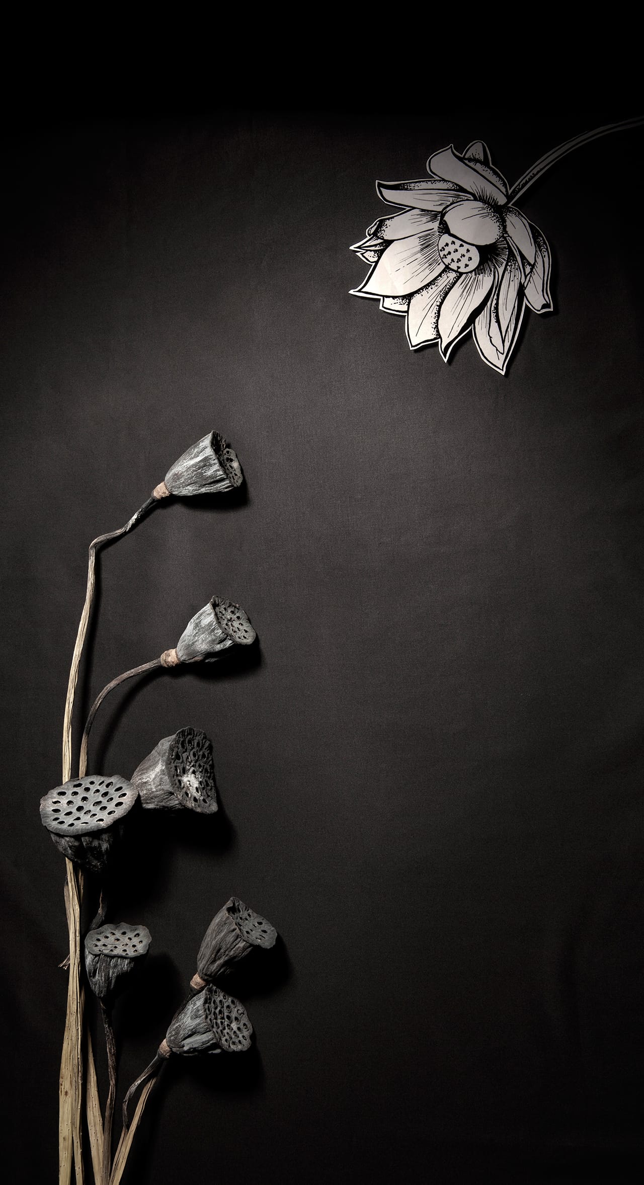 Emily Momohara, "Lotus for Mapplethorpe" (2015), archival inkjet print (image courtesy the artist and the Contemporary Arts Center) (click to enlarge)