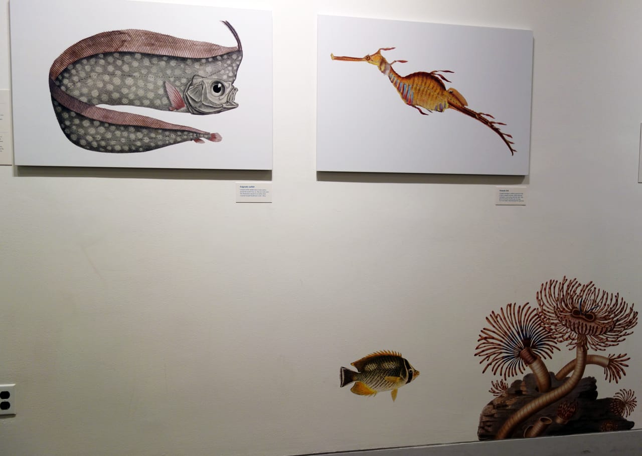 Installation view of 'Opulent Oceans' at AMNH