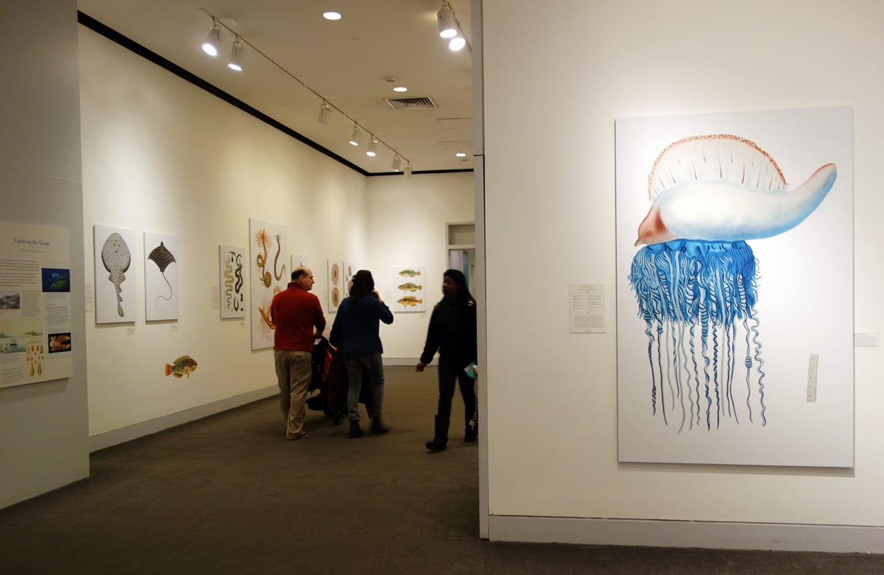 Installation view of 'Opulent Oceans' at AMNH