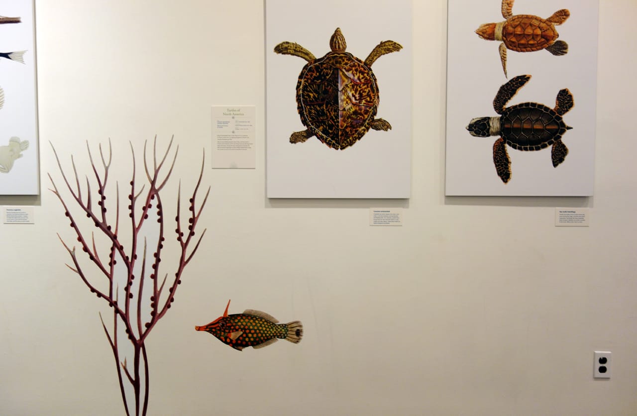 Installation view of 'Opulent Oceans' at AMNH