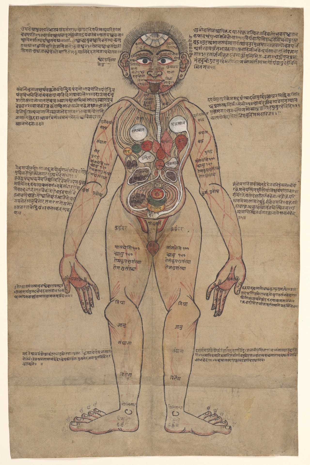 Credit: Wellcome Library, London. Wellcome Images