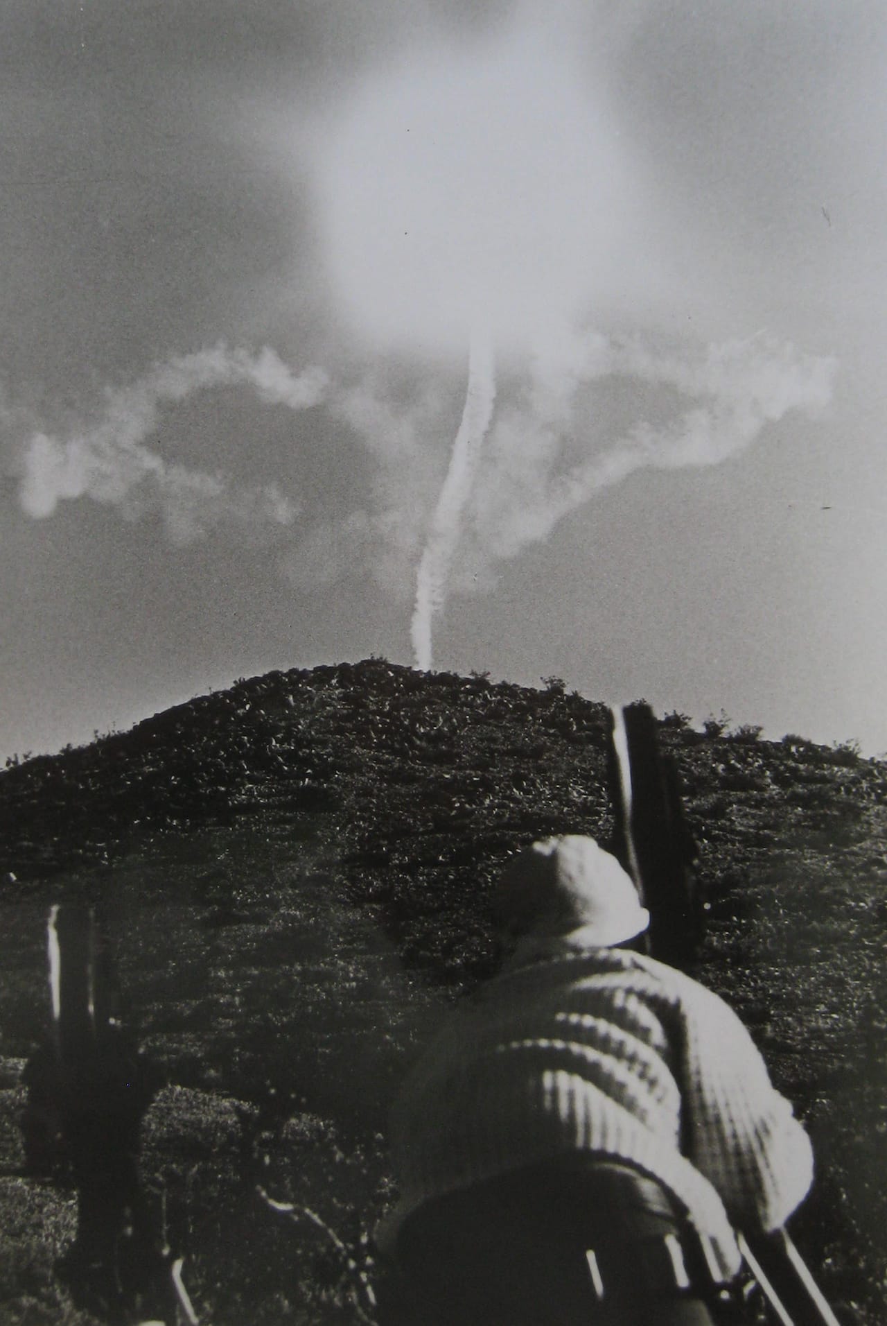 Williams_Sunflower_with sun
