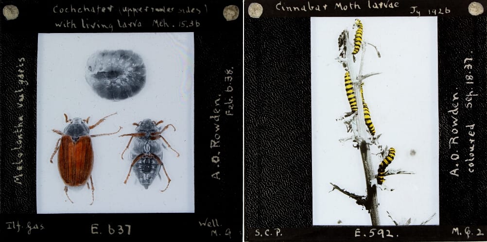 Series of insects from the Royal Albert Memorial Museum Collection (© 2016 Royal Albert Memorial Museum and Art Gallery, Exeter)