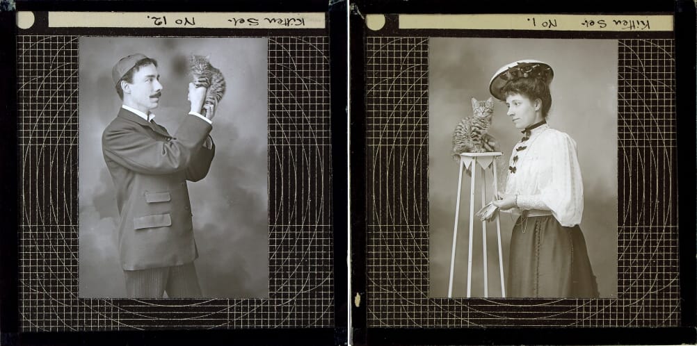 Photographs of cats and kittens from the Royal Albert Memorial Museum Collection (© 2016 Royal Albert Memorial Museum and Art Gallery, Exeter)