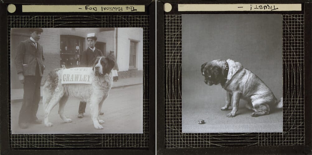 Photographs of dogs from the Royal Albert Memorial Museum Collection (© 2015 Royal Albert Memorial Museum and Art Gallery, Exeter)