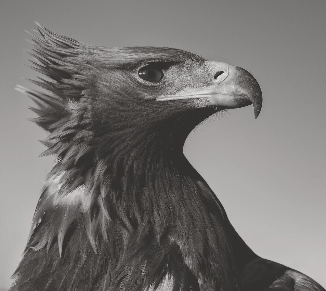 Photo by Palani Mohan from ‘Hunting With Eagles: In the Realm of the Mongolian Kazakhs’