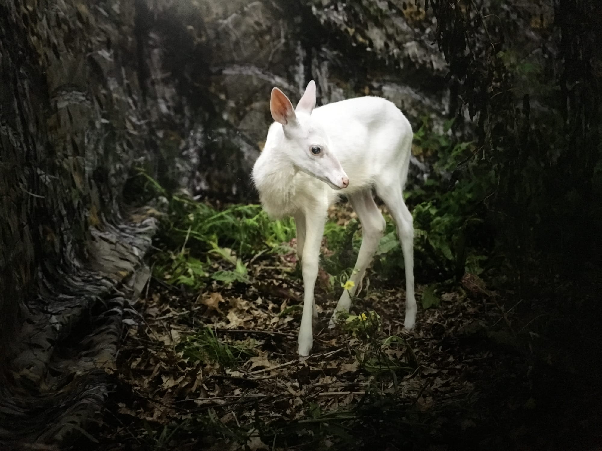 Cameratrap Fawn, photo credit Susan Silas