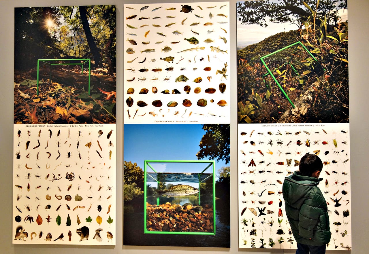 Installation view of 'Life in One Cubic Foot' at the Smithsonian Natural History Museum (photo by the author for Hyperallergic)