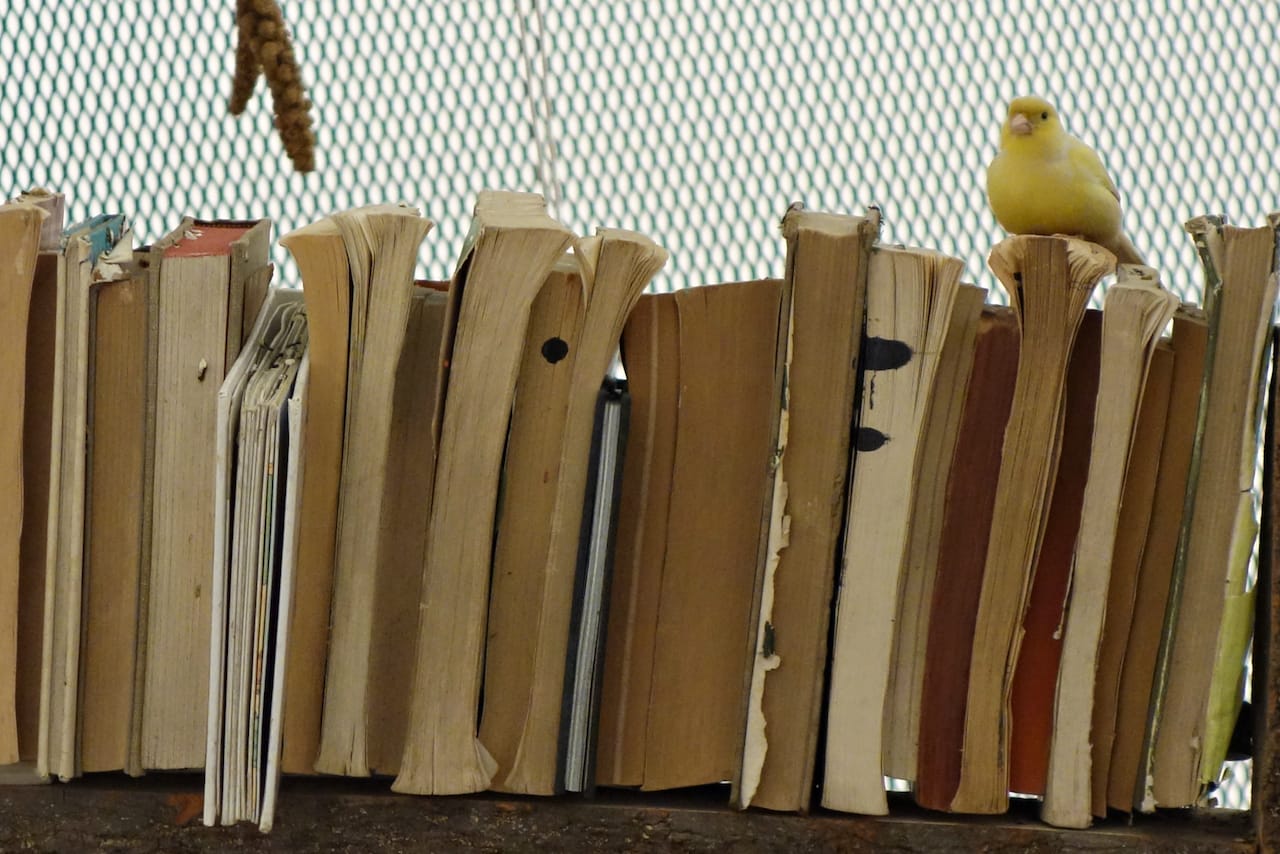 Installation view of 'The Library for the Birds of New York and Other Marvels' at Tanya Bonakdar Gallery 