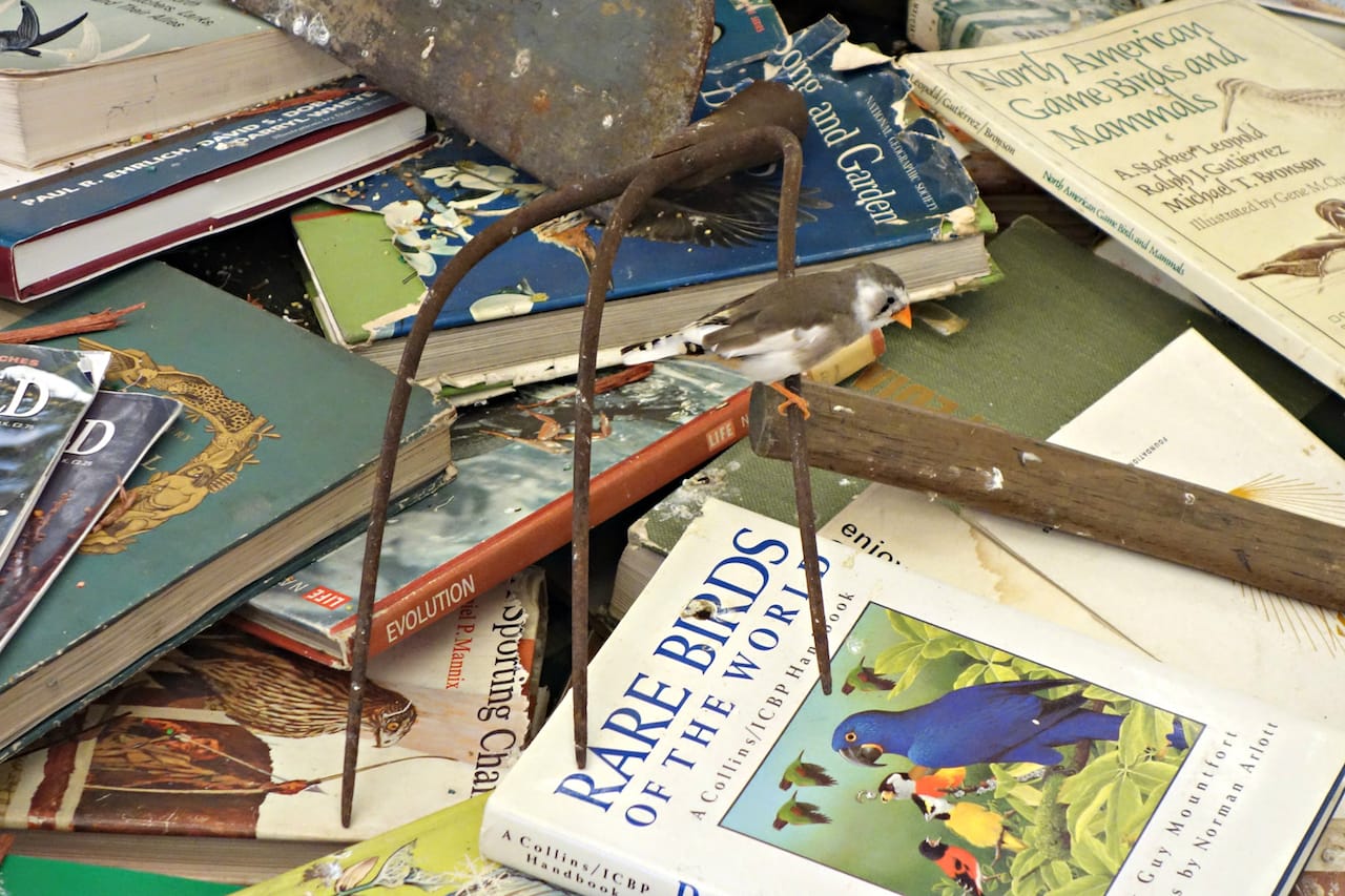 Installation view of 'The Library for the Birds of New York and Other Marvels' at Tanya Bonakdar Gallery 