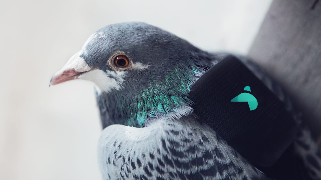 Pigeon Air Patrol (courtesy DigitasLBi)