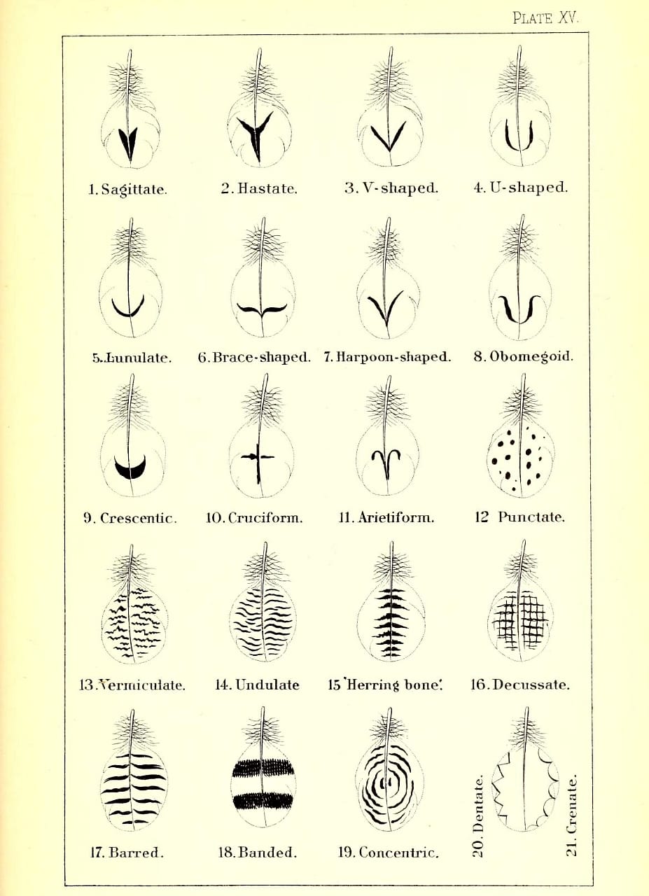 Feather diagrams from the 1886 'A nomenclature of colors for naturalists : and compendium of useful knowledge for ornithologists' by Robert Ridgway (via Smithsonian Libraries)