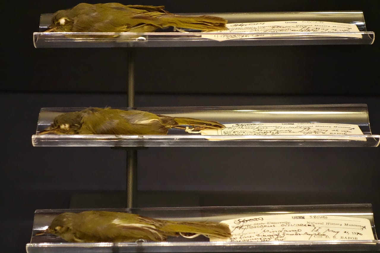 Installation view of 'Color in a New Light' at the Smithsonian Institution National Museum of Natural History (photo by the author for Hyperallergic)