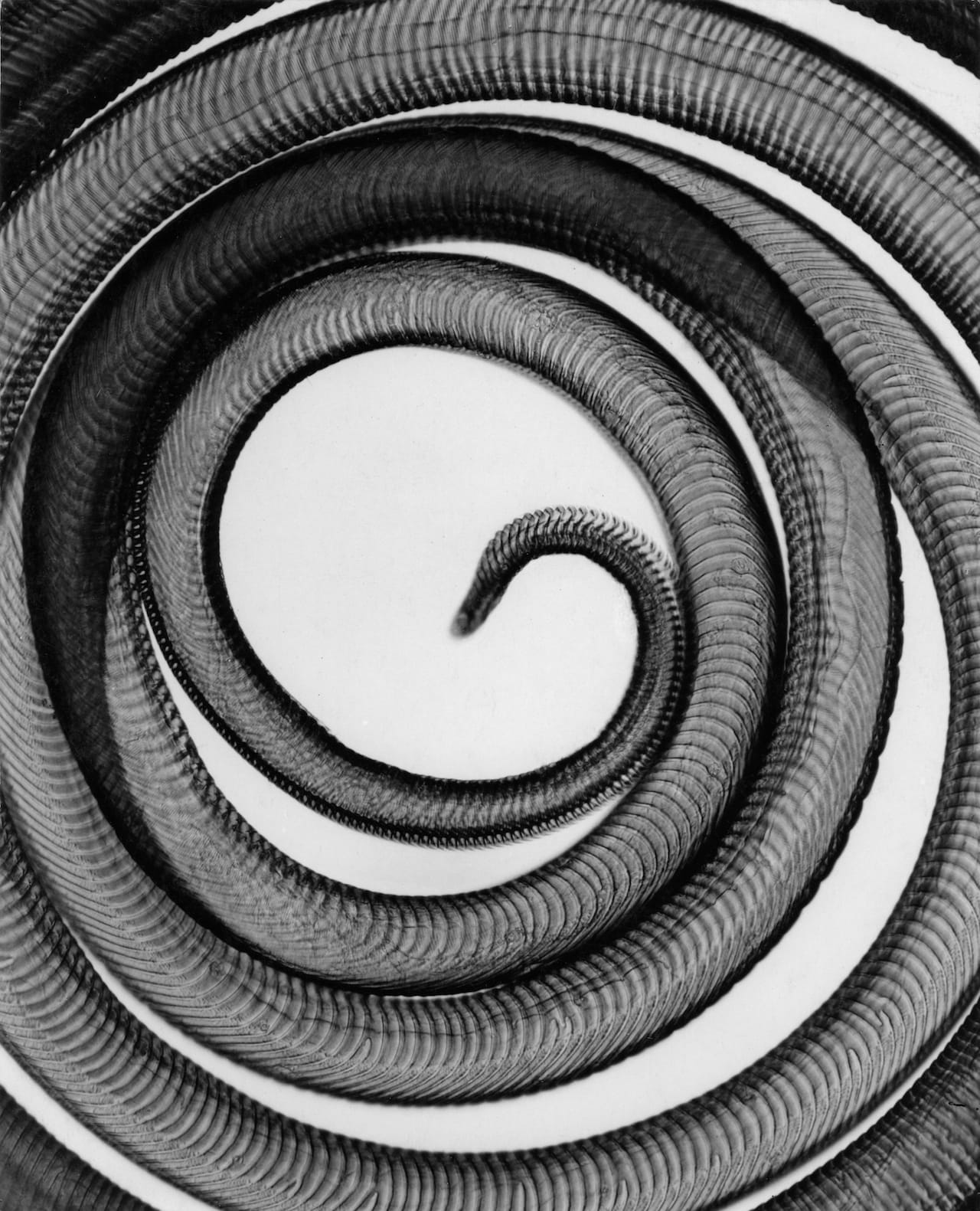 Struwe, Carl, Gekerbter Schmetterlings-rüssel (Notched Butterfly Proboscis), 1928_Steven Kasher Gallery